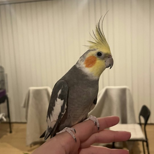 Pluto cockatiel